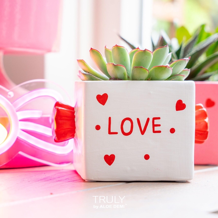 <h4>TRULY Echeveria, Candy</h4>