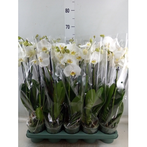 Phalaenopsis  'Ant Nottingham'