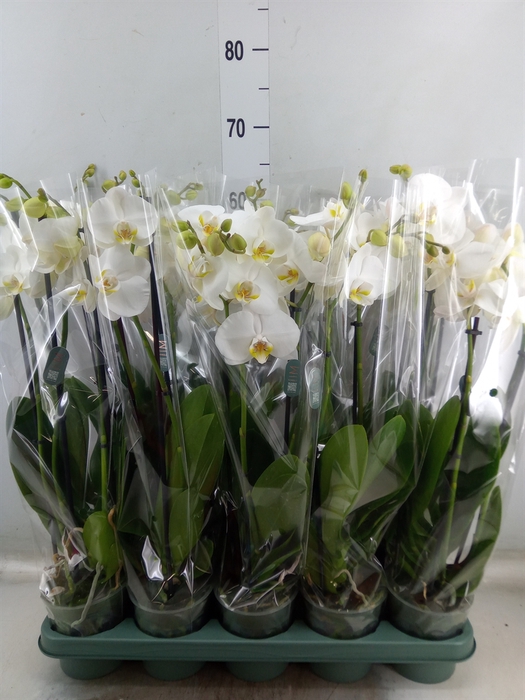 <h4>Phalaenopsis  'Ant Nottingham'</h4>