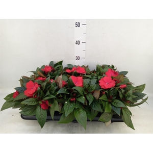 Impatiens NG 'Tamarinda Dark Red'