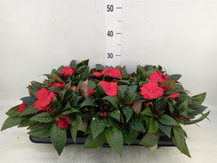 <h4>Impatiens NG 'Tamarinda Dark Red'</h4>