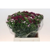 Dianthus Br Mix