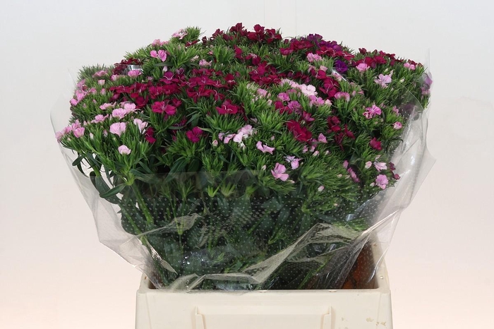 <h4>Dianthus Br Mix</h4>