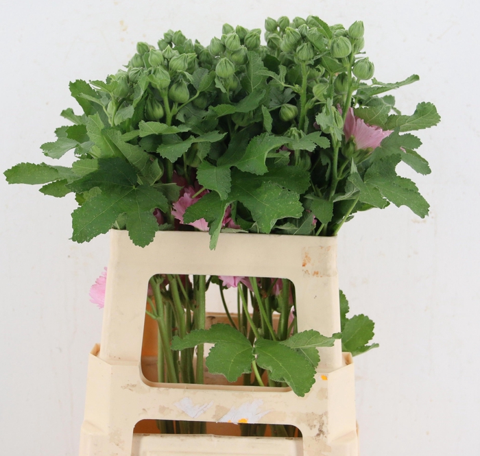 <h4>ALCEA ROSEA OV</h4>