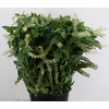 PHYTOLACCA AMERICANA 400GR
