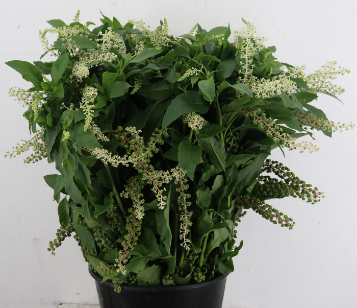 PHYTOLACCA AMERICANA 400GR