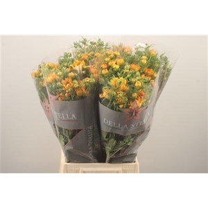 Ran N Modern Vivaldi