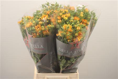 Ran N Modern Vivaldi