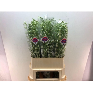 Delph Du Guardian Lavendel