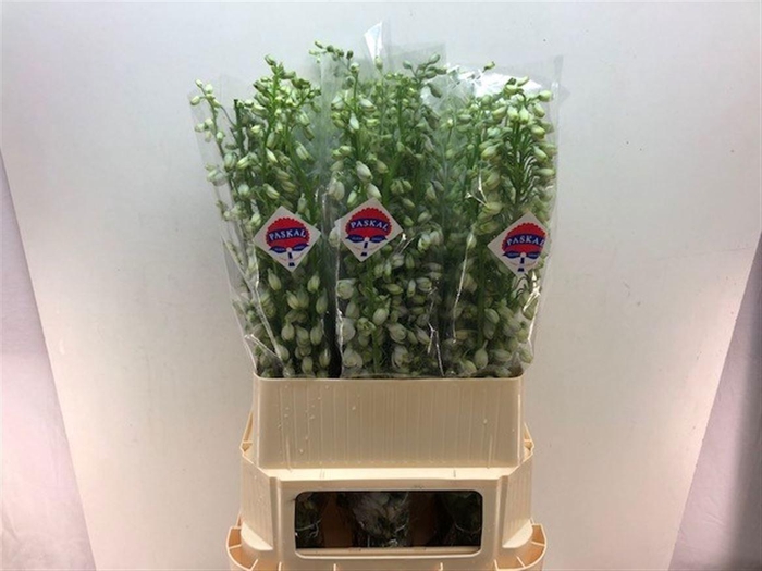 <h4>Delph Du Guardian Lavendel</h4>