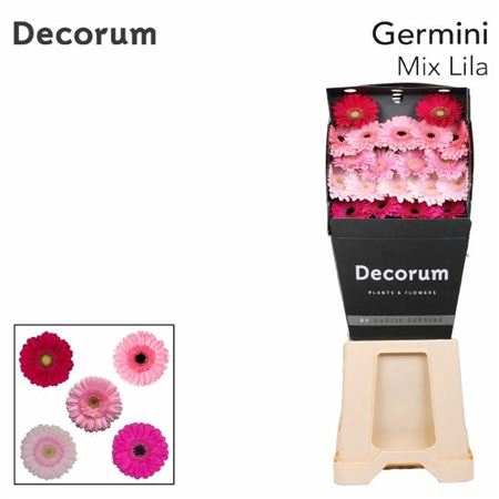 <h4>Ge Mi Mix Lila Gemengd Diamond</h4>