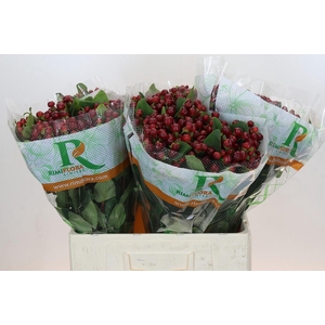 Hypericum Magical Cherry Brown