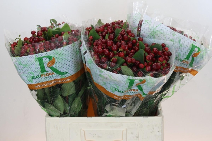 <h4>Hypericum Magical Cherry Brown</h4>