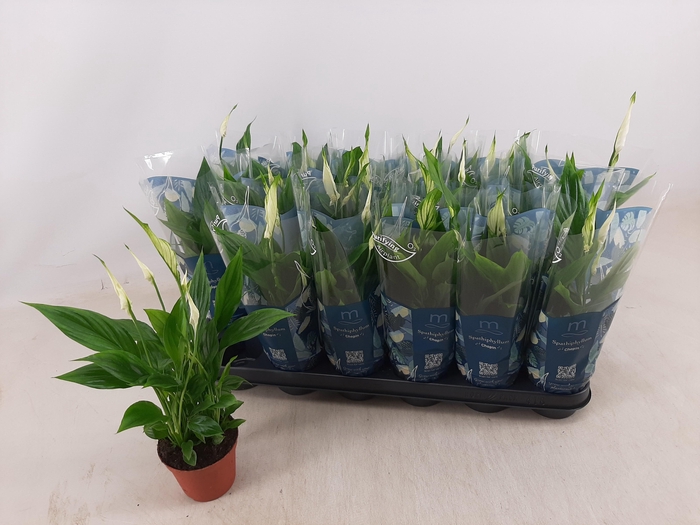 <h4>SPATH CHOPIN</h4>