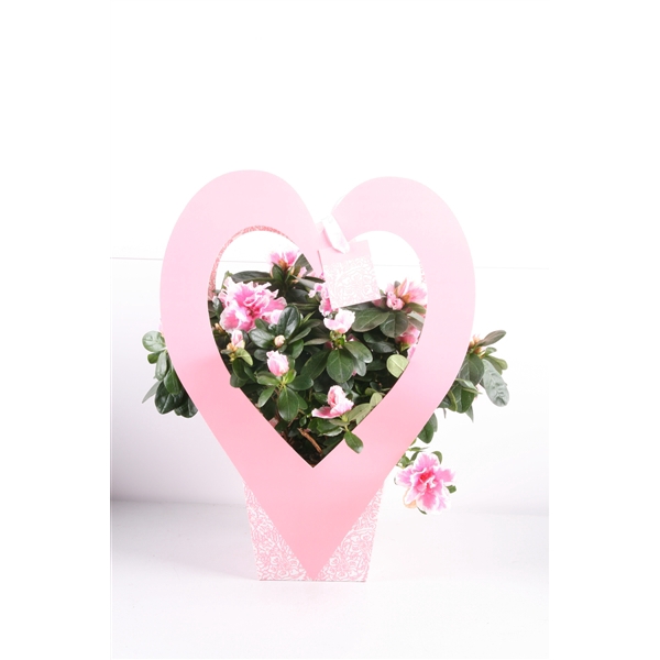 <h4>162 : Azalea p12 mix in draagtas hart rood/roze Valentijn-Moederdag</h4>