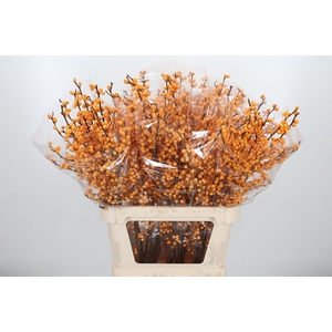 Ilex Golden Verboom