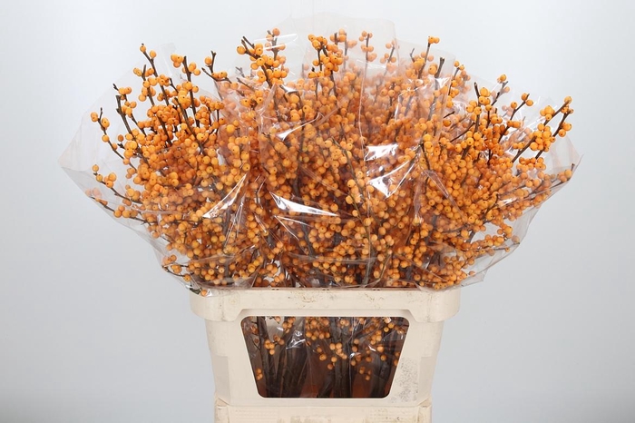 <h4>Ilex Golden Verboom</h4>
