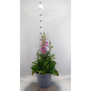 Digitalis  'Pink Panther'
