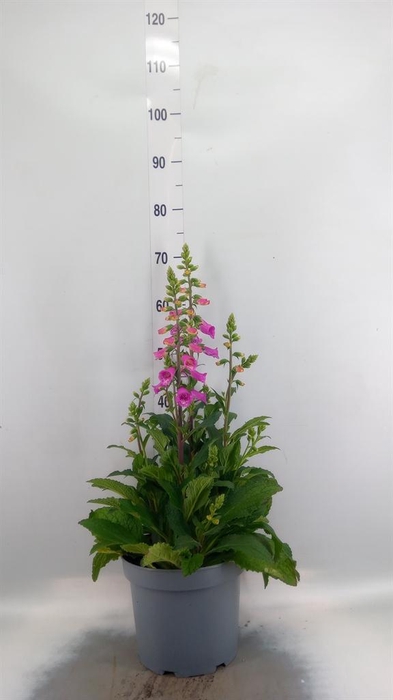 <h4>Digitalis  'Pink Panther'</h4>