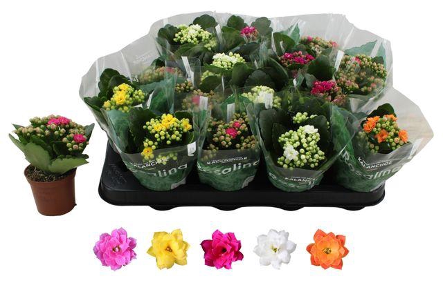 <h4>KALAN CALAN MIX ROSALINA P7</h4>