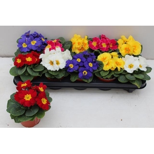 PRIM ACAULIS GEMENGD