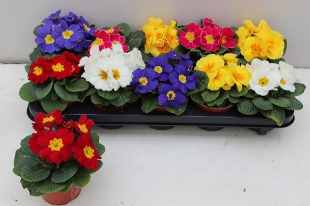 <h4>PRIM ACAULIS GEMENGD</h4>