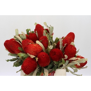 Banksia  Burdetti Red