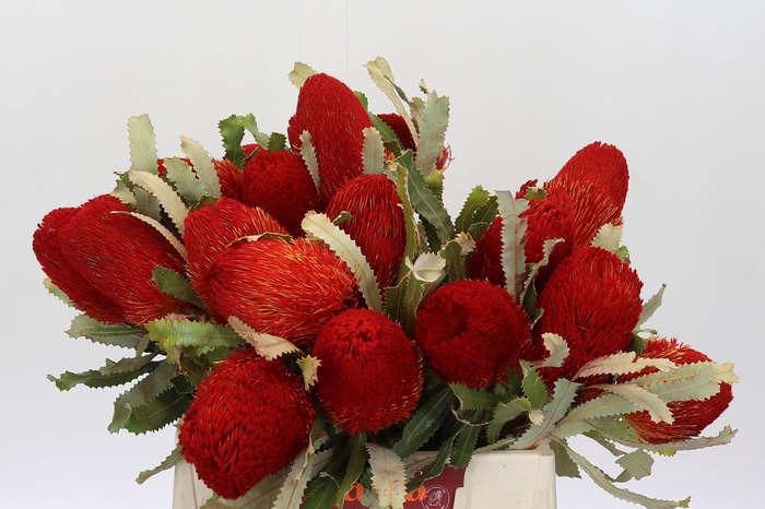 <h4>Banksia  Burdetti Red</h4>
