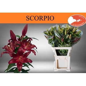 Li Or Scorpio