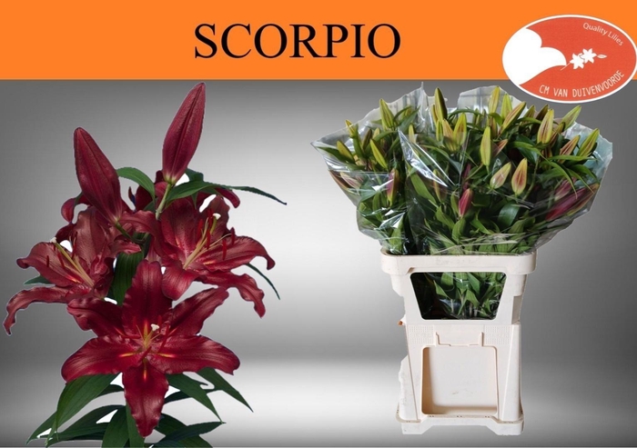 <h4>Li Or Scorpio</h4>