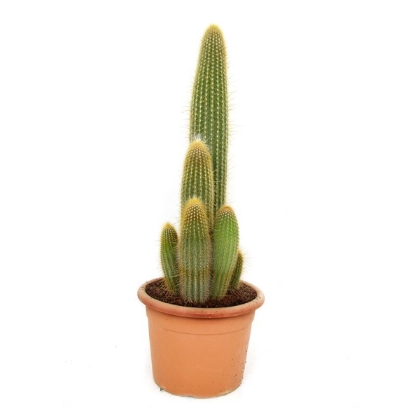 <h4>Vatricania guentherii 26 cm</h4>