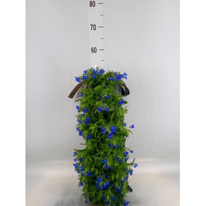 Perkplanten   ...sorted   [Bedding]