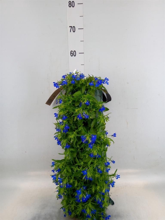 <h4>Perkplanten   ...sorted   [Bedding]</h4>