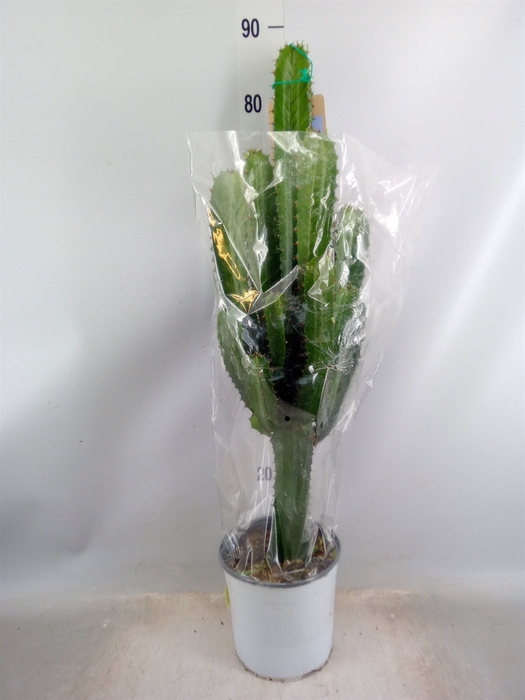 <h4>Euphorbia acrurensis</h4>