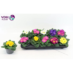 PRIM AC PARADISO GEM