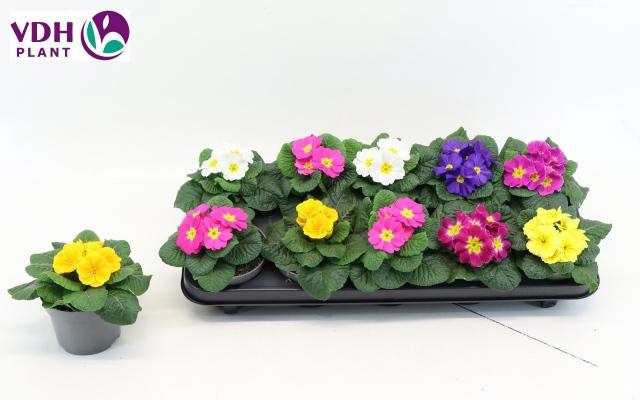 <h4>PRIM AC PARADISO GEM</h4>