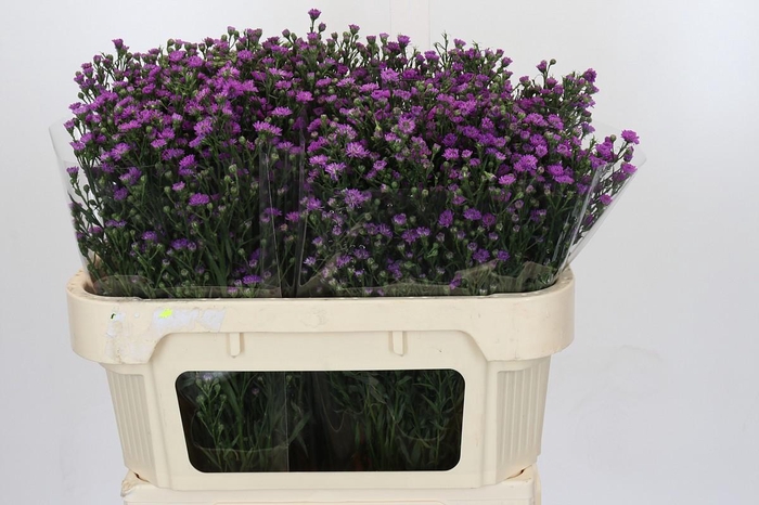 <h4>Aster Baby Pink</h4>