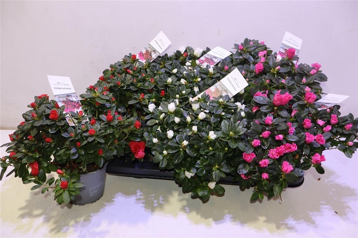 <h4>Rhodo Si Gem</h4>