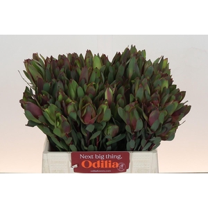 Leucadendron Senorita