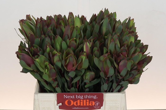 <h4>Leucadendron Senorita</h4>