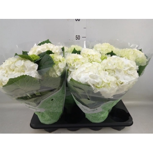 Hydrangea mac. 'Crystal Palace'