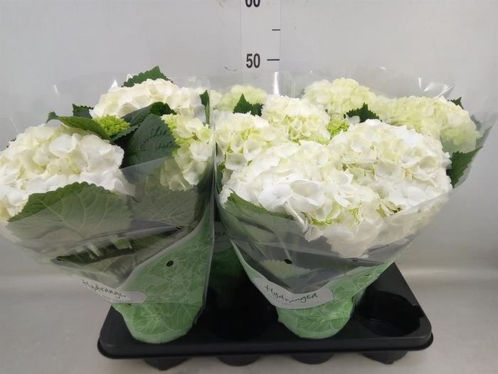 <h4>Hydrangea mac. 'Crystal Palace'</h4>