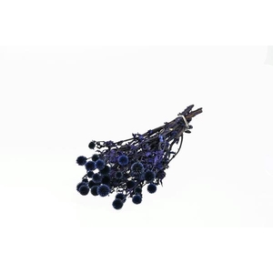 Echinops Preserved Natural Blue