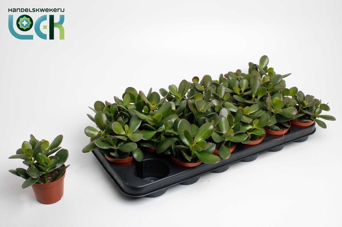 <h4>Crassula Argentea Ovata</h4>
