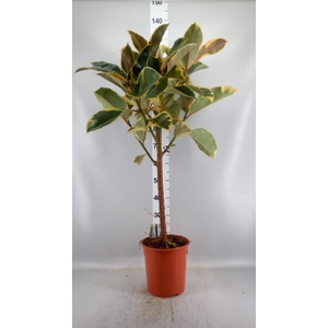 Ficus   ...
