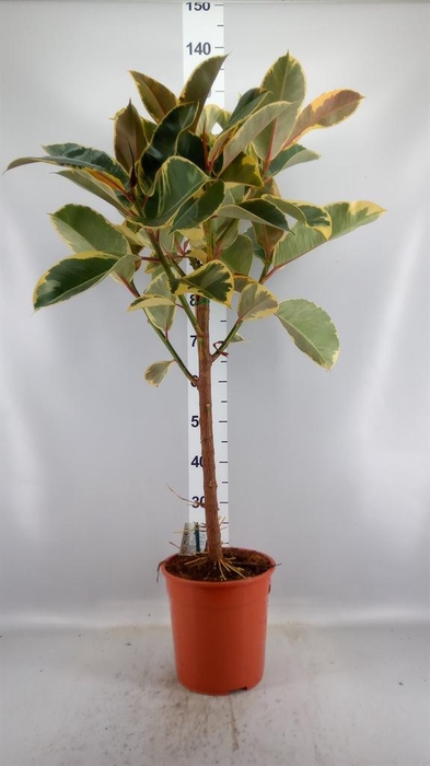 <h4>Ficus   ...</h4>