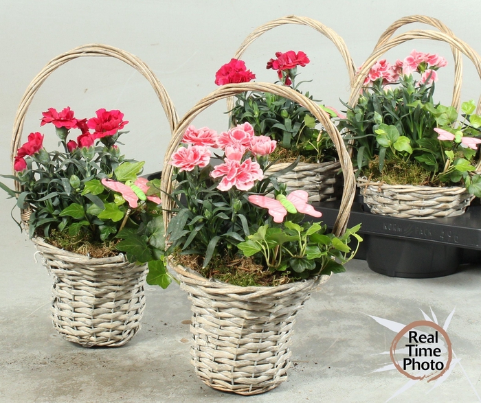 <h4>ARR TUINPLANTEN</h4>