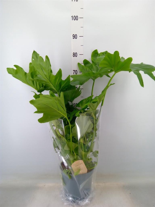 <h4>Philodendron   ...</h4>