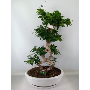 Ficus microcarpa 'Ginseng'