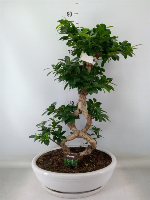 <h4>Ficus microcarpa 'Ginseng'</h4>